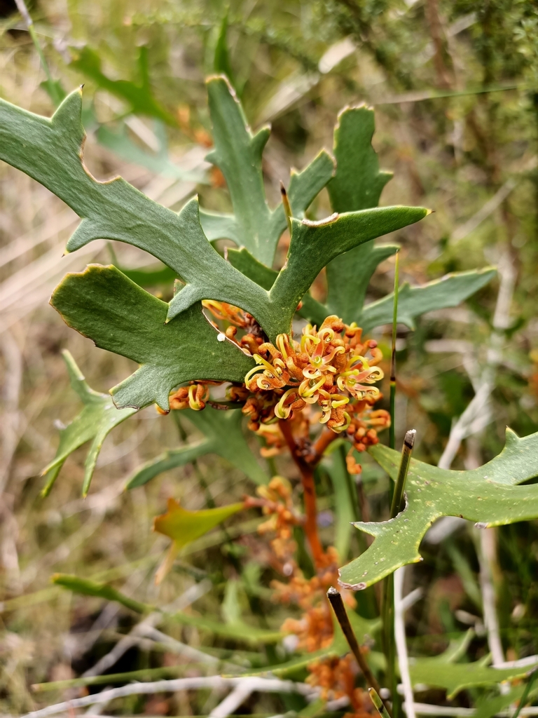 Hakea ceratophylla