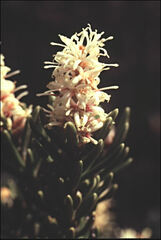 Orites revolutus