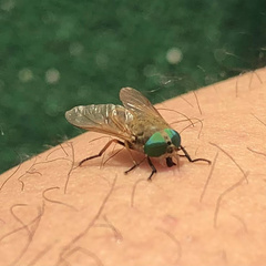 Tabanus nigrovittatus