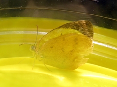 Eurema herla