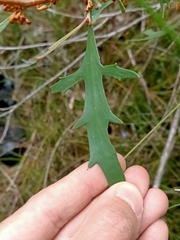 Hakea ceratophylla