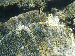 Neoglyphidodon melas