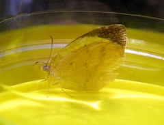 Eurema herla