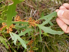 Hakea ceratophylla