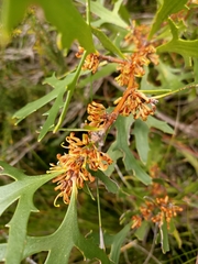 Hakea ceratophylla