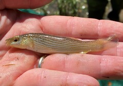 Fundulus catenatus