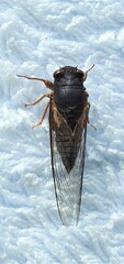 Birrima castanea