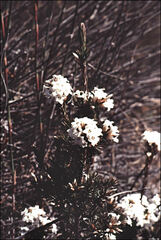 Epacris lanuginosa