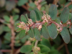 Euphorbia thymifolia