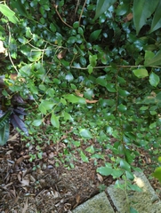 Lindera akoensis
