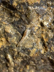 Corophiidae