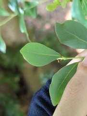 Lindera akoensis