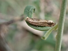 Crocidosema plebejana