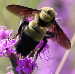 Bombus fraternus