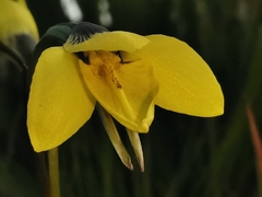 Diuris chryseopsis
