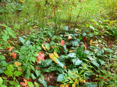 Pulmonaria