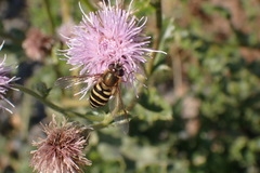 Syrphus torvus