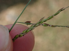 Eriochloa procera