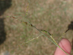 Eriochloa procera