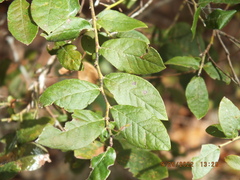 Vaccinium stamineum