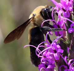 Bombus fraternus