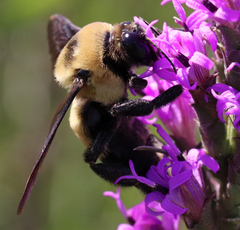 Bombus fraternus