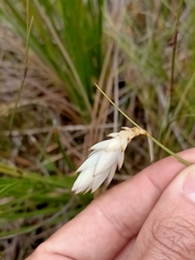 Johnsonia lupulina