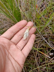 Johnsonia lupulina