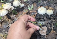Psathyrella