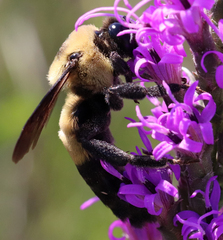 Bombus fraternus