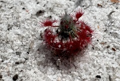Drosera minutiflora