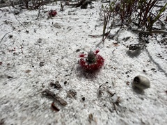 Drosera minutiflora