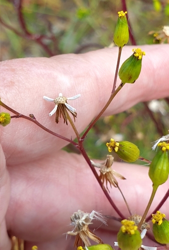 Image of Senecio picridioides by (c) Rosalie Lawrence, some rights reserved (CC BY)