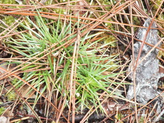 Syngonanthus flavidulus