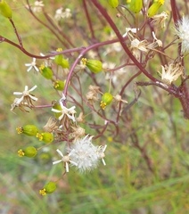 Senecio picridioides