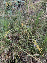 Leptomeria scrobiculata