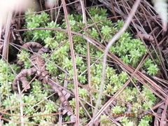 Sphagnum