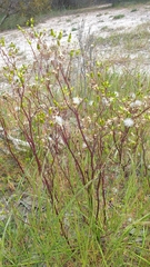 Senecio picridioides