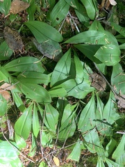Clintonia uniflora
