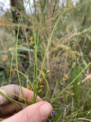 Leptomeria scrobiculata