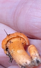Hypomyces lactifluorum