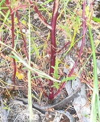Senecio picridioides