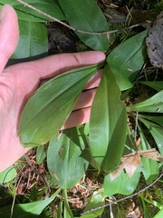 Clintonia uniflora