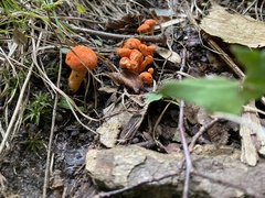 Hypomyces lactifluorum