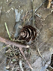 Pseudotsuga wilsoniana