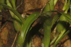 Prosthechea livida