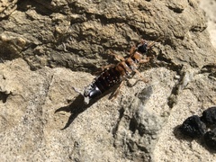 Anisolabis littorea