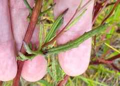 Senecio picridioides