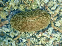 Ctenactis echinata
