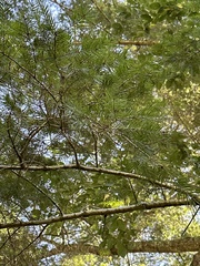 Pseudotsuga wilsoniana